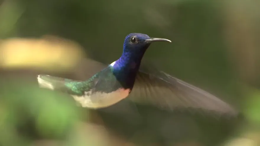 Noticiero Estelar 19 de enero de 2018 - Bloque 2