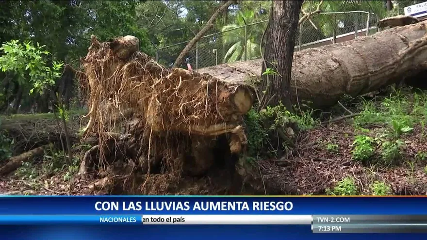 ¿Cómo identificar árboles en riesgo?