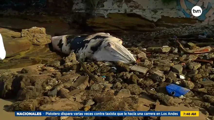 Aparece ballena muerta en San Felipe