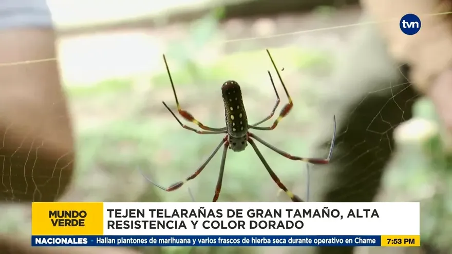 Mundo Verde: Araña de Seda de Oro