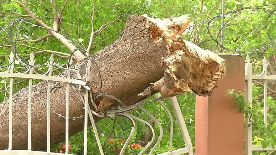 Desprendimientos de techo y caída de árboles por mal tiempo
