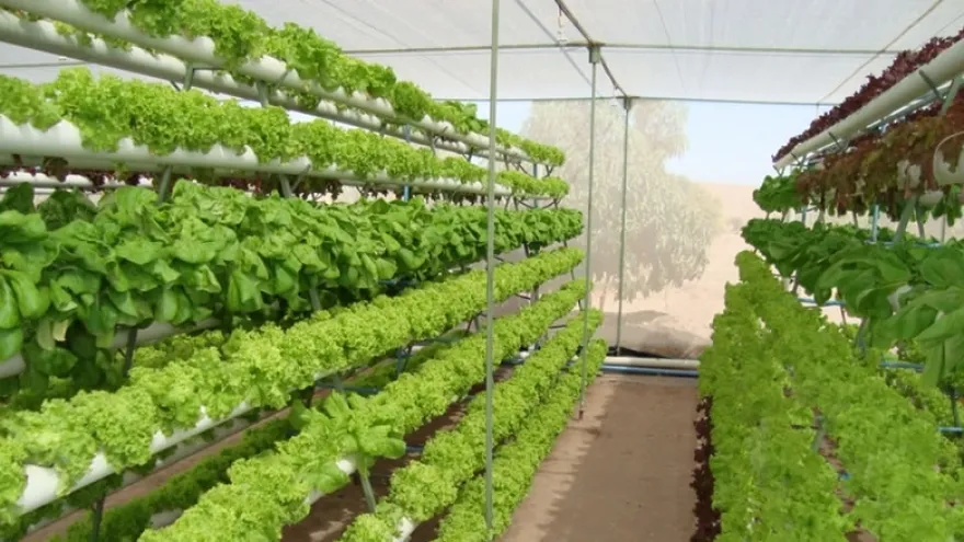 Fincas verticales serán futuro para suplir alimentos en Latinoamérica.