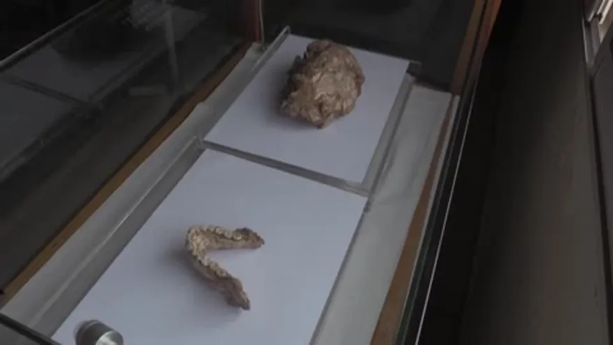 Fósil marroquí de Yebel Irhud confirma el origen panafricano del Homo Sapiens