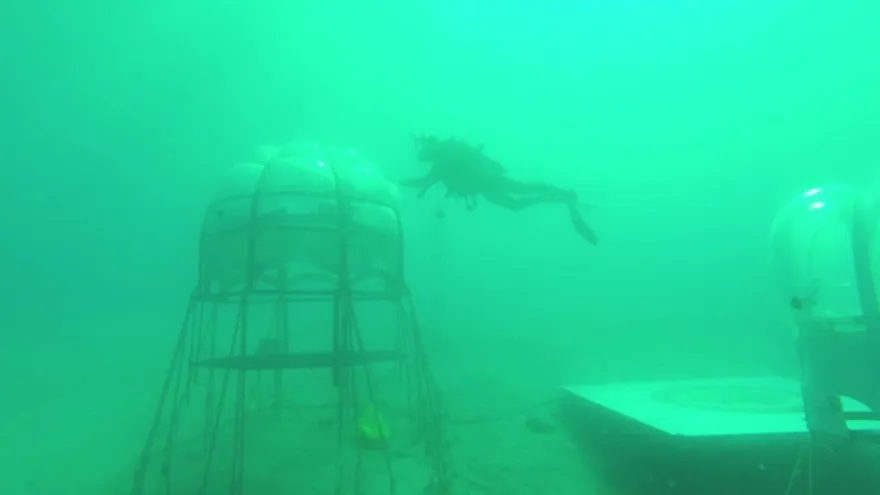 Logran cultivar albahaca bajo el mar