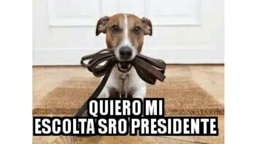 Vea memes sobre Gucci, la mascota de la Viceministra del MIDES