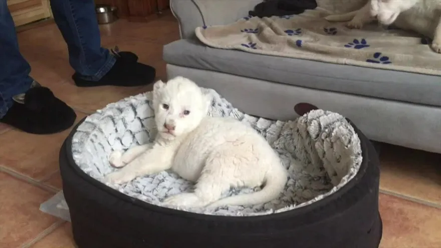 Dos nuevos leones blancos en Francia