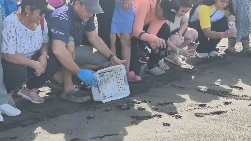Protegen nidos de tortugas marinas para garantizar su llegada al mar en Veraguas