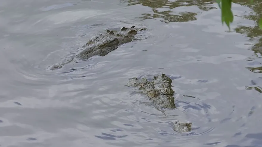 Cocodrilos, pesca y riesgo: la preocupación que crece en Puerto Coquira