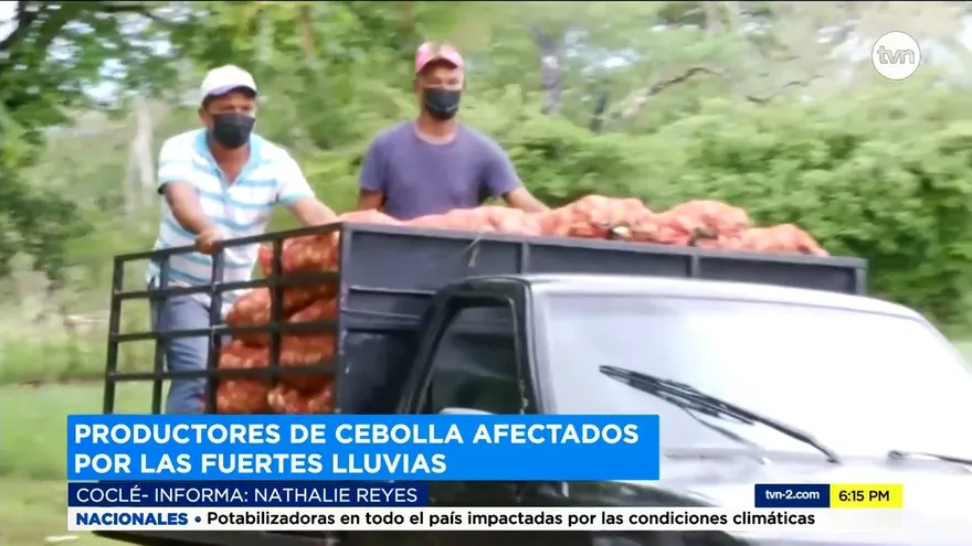 Cebolleros afectados por las lluvias