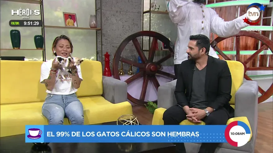 ¿Sabías ésto de los gatos cálicos?