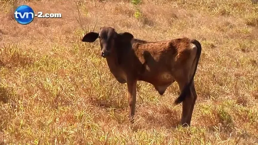 Fenómeno del Niño podría prolongarse hasta mayo del 2016