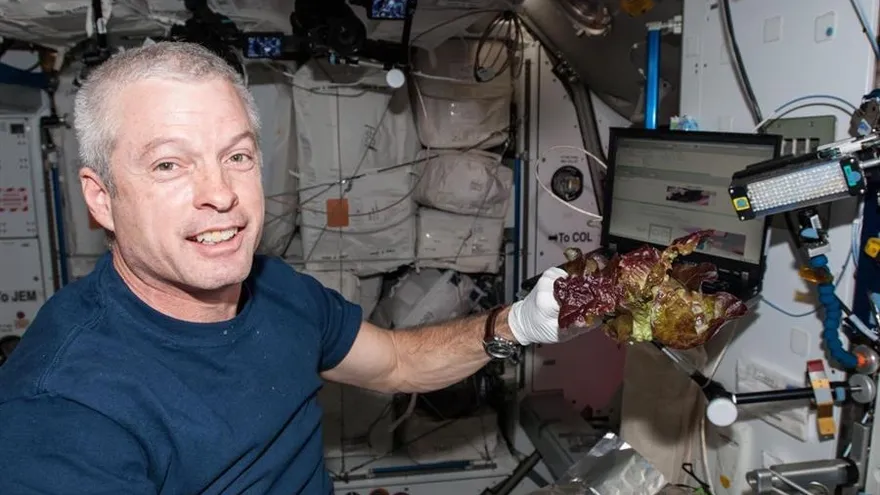 Imagen facilitada por la NASA del astronauta Steve Swanson con una de las lechugas cultivadas en 2014 en la ISS