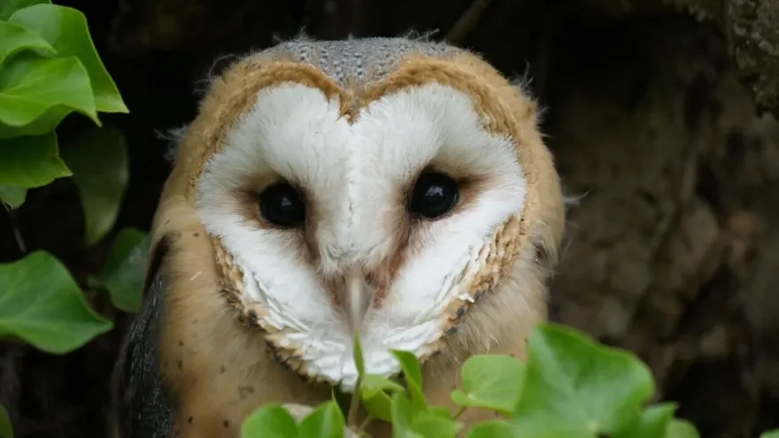 Mundo Verde: Lechuza