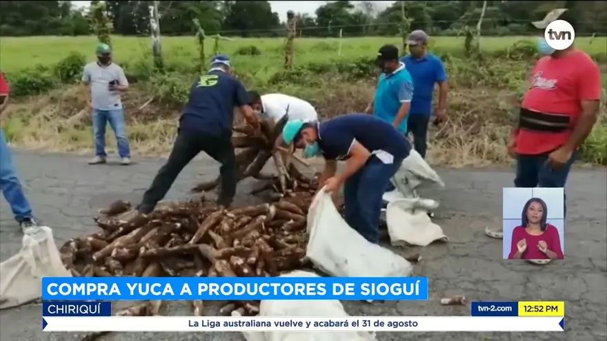 Gobierno compra yuca a pequeños productores chiricanos
