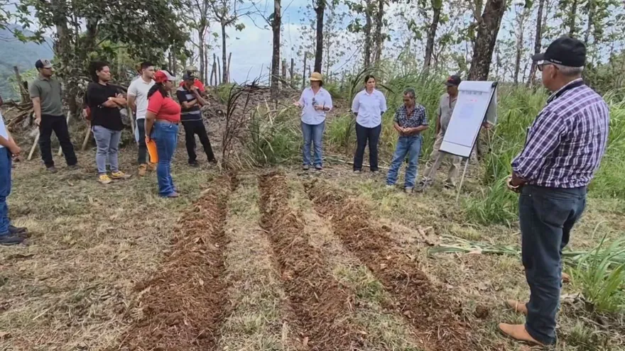 Bajos niveles de los ríos afectan cultivos de arroz, maíz, guandú y café en Coclé