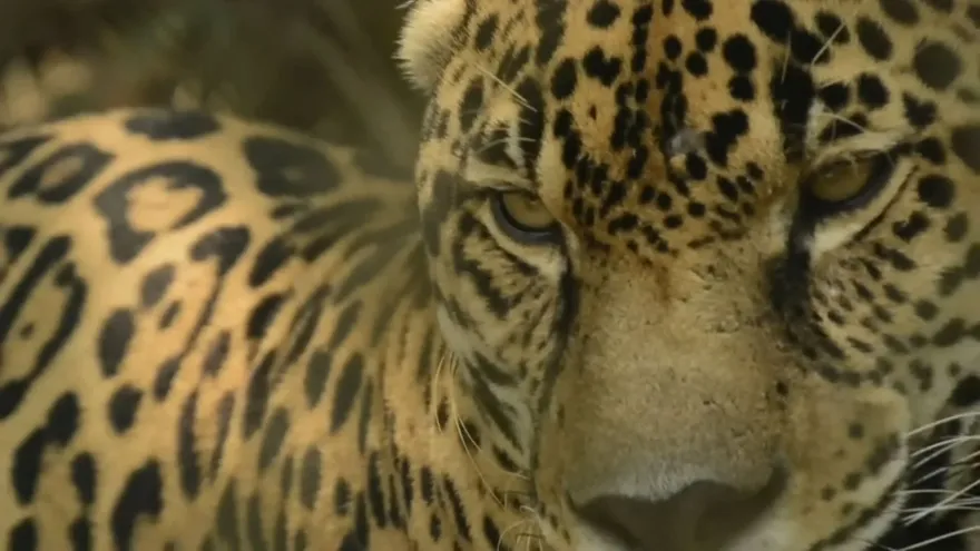 Un jaguar en Panamá.