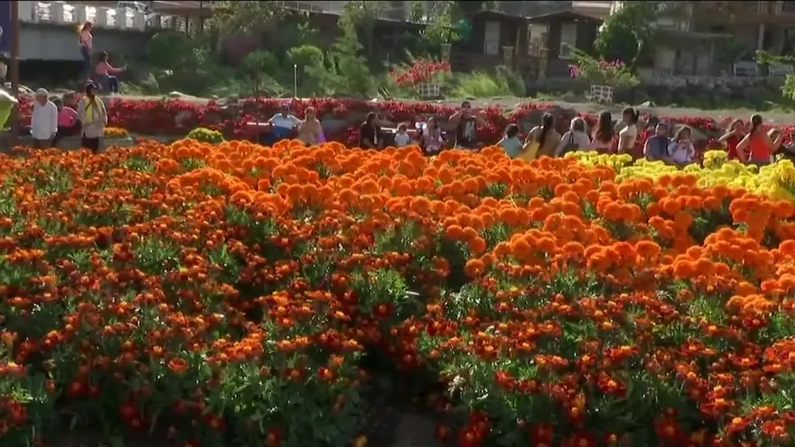 Miles visitan la Feria de las Flores y el Café