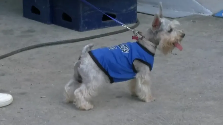 Evite los golpes de calor a sus mascotas