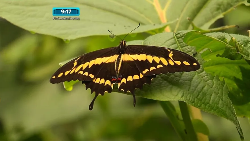 El Mariposario del Valle de Antón