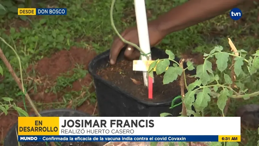 Huertos caseros, una opción para los hogares panameños