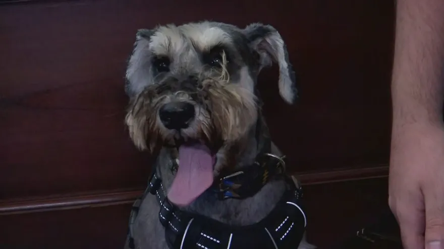Celebración de San Francisco de Asís reúne a familias y sus mascotas en el Casco Antiguo. Algunas de estas mascotas fueron perros.