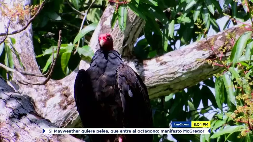 Gallinazo, purificador de cielos