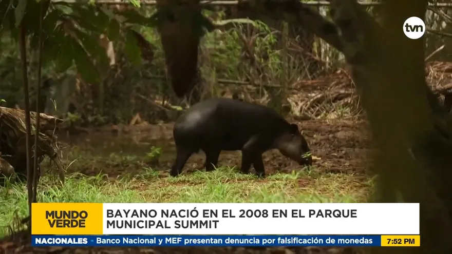 Mundo Verde: El Tapir