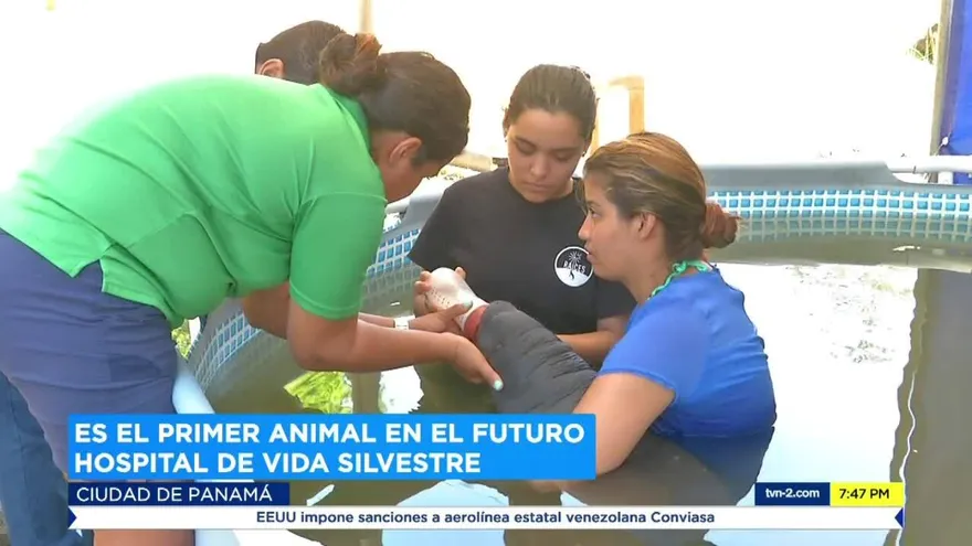 Rescatan a manatí en aguas del caribe panameño