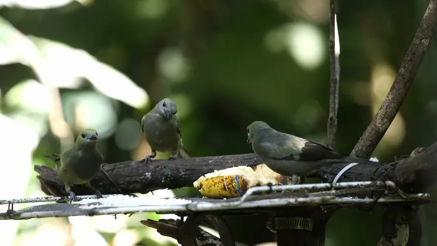 El Niño displaces South American seabirds to Panama, Audubon reports