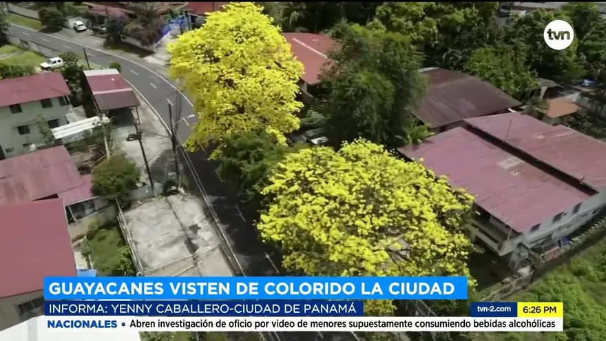 Floración de guayacanes, el espectáculo natural en la capital