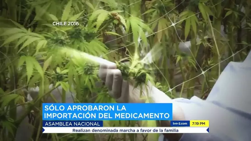 Ley sobre el Cannabis es aprobada en primera debate