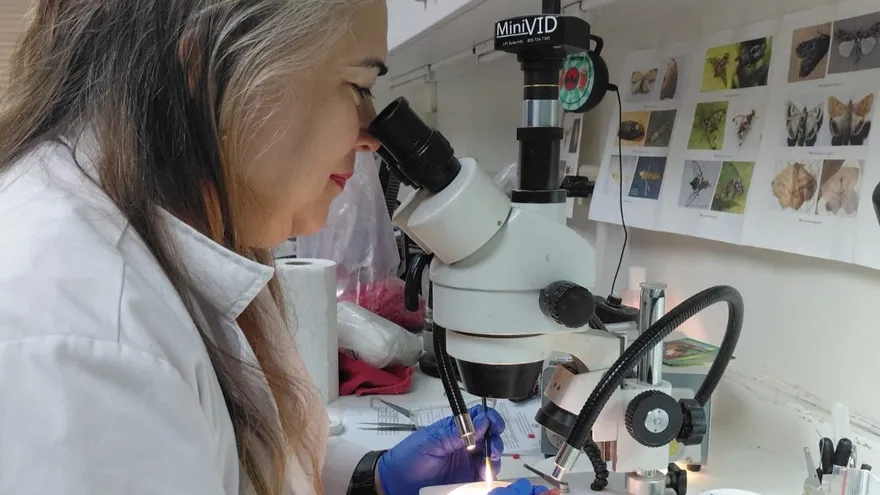 Laboratorios de Cuarentena del MIDA, una barrera que evita la entrada de plagas al país