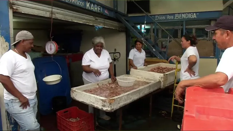 Vendedores se preparan para veda del camarón