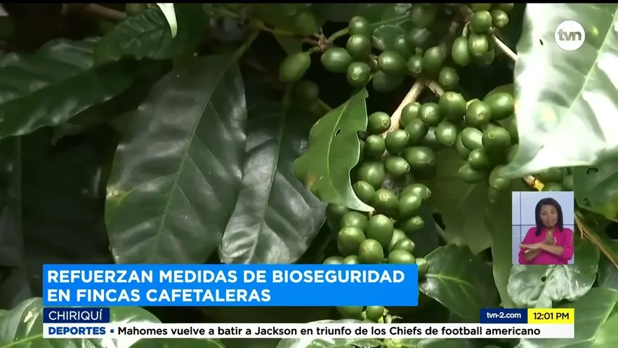 Refuerzan medidas de bioseguridad para zafra del café