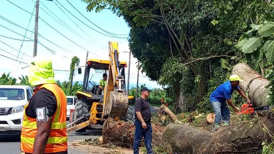 Personal del MOP realizan labores de remoción de un árbol caído en la carretera, con señalización preventiva y maquinaria en acción.