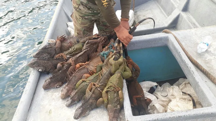 Nueve iguanas fueron recuperadas.