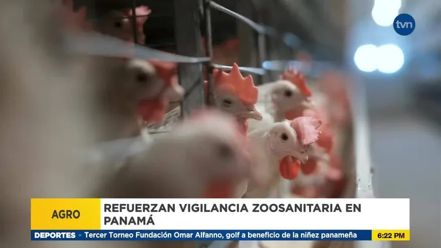 Brote de gripe aviar en EEUU preocupa autoridades en Panamá