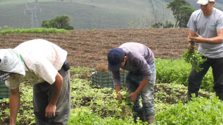 ISA asegura que ha desembolsado $529,419 para indemnizaciones a productores del país. Foto/Archivo