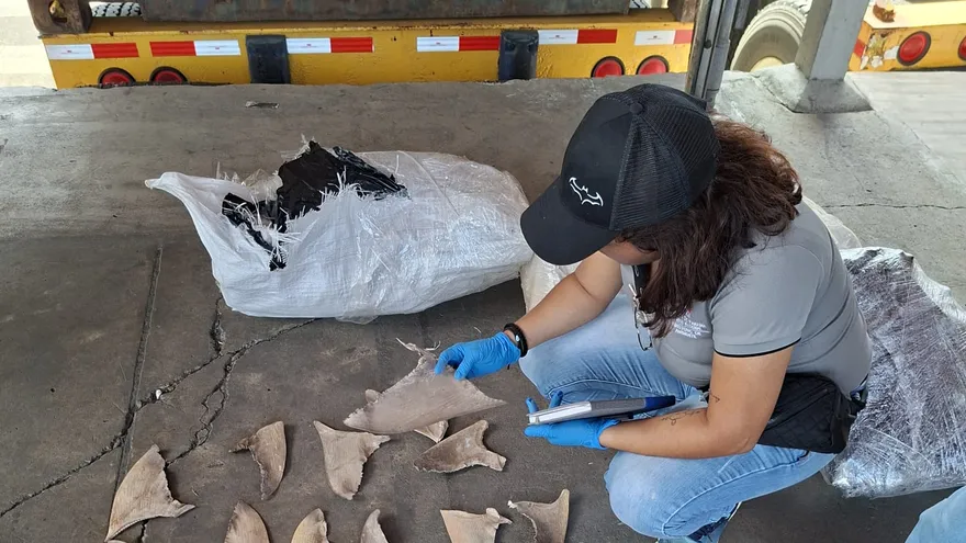 Retienen 109 sacos de aletas de tiburón declarados como 'buche de pescado'.
