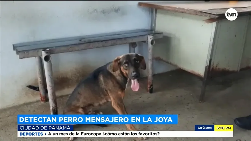 Detectan perro mensajero en cárcel La Joya