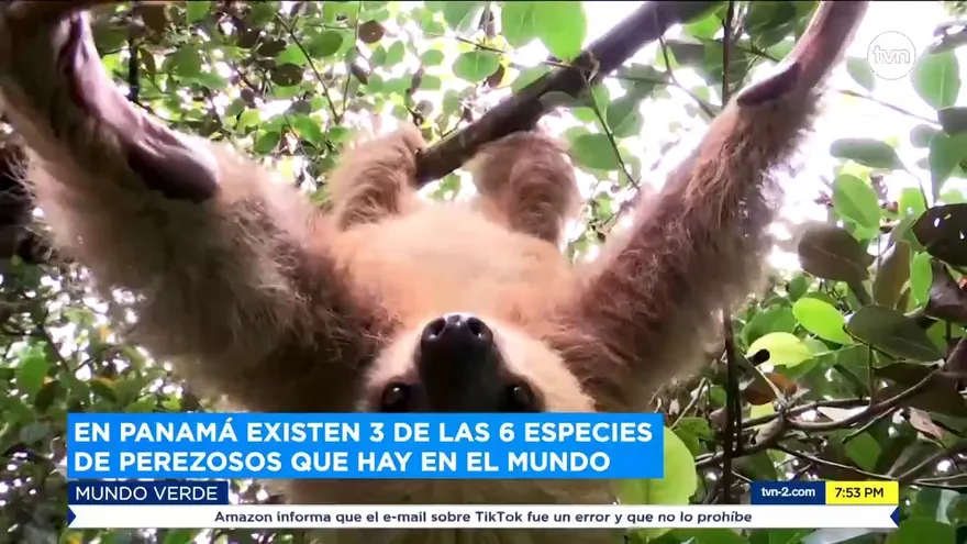 Mundo Verde: ‘Tras La Pista Del Perezoso’