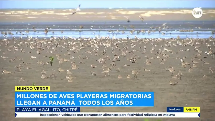 Mundo Verde: Panamá, el laboratorio natural de aves migratorias