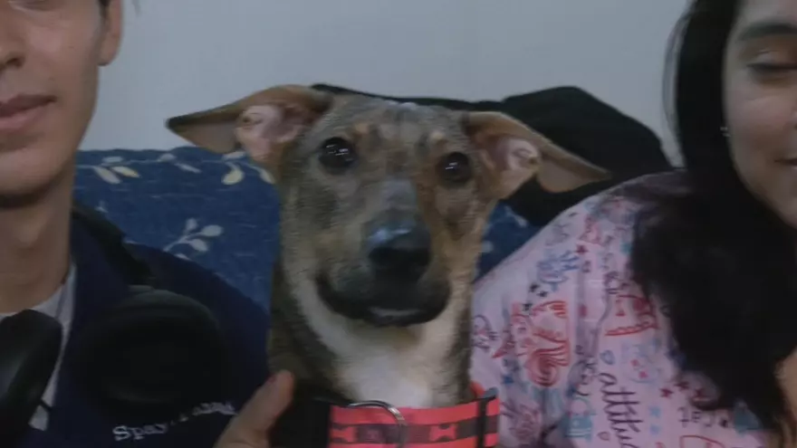 Ella es Macarena, una perrita que fue rescatada con una fractura en una pata y ahora busca un hogar.