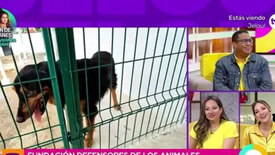 Celebramos el día del perro desde la  fundación "defensores de los animales"