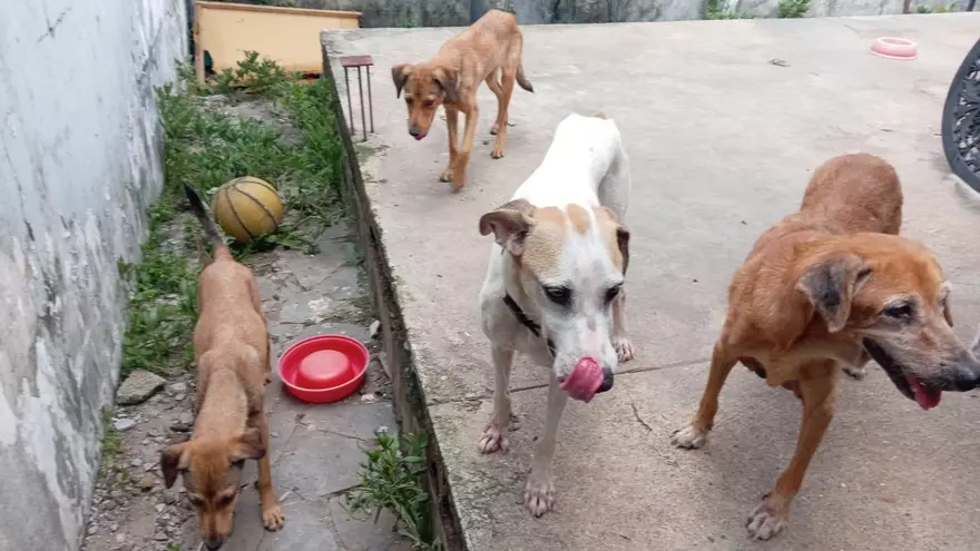 Rescatan 242 animales domésticos de albergues clandestinos en Juan Díaz y Arraiján.