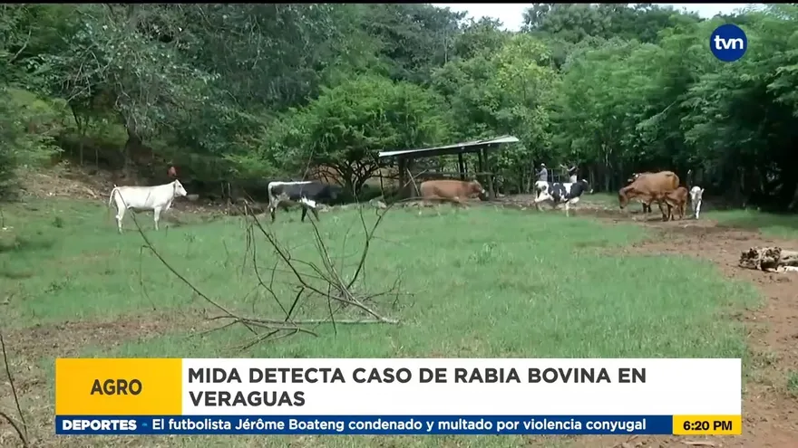 Medidas sanitarias tras detección de rabia bovina en Veraguas