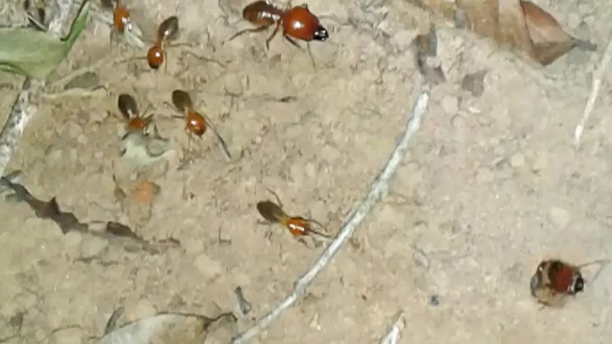 Termitas crearon ciudad subterránea del tamaño de Gran Bretaña