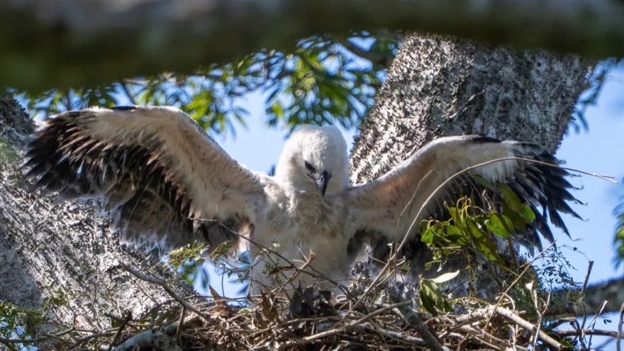 Águila harpía nacida en Bolivia