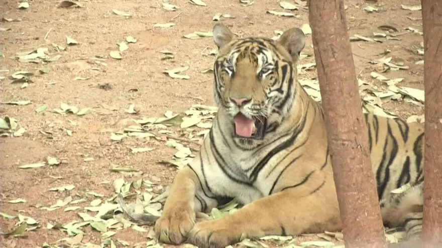 Mueren decenas de tigres confiscados en un templo de Tailandia