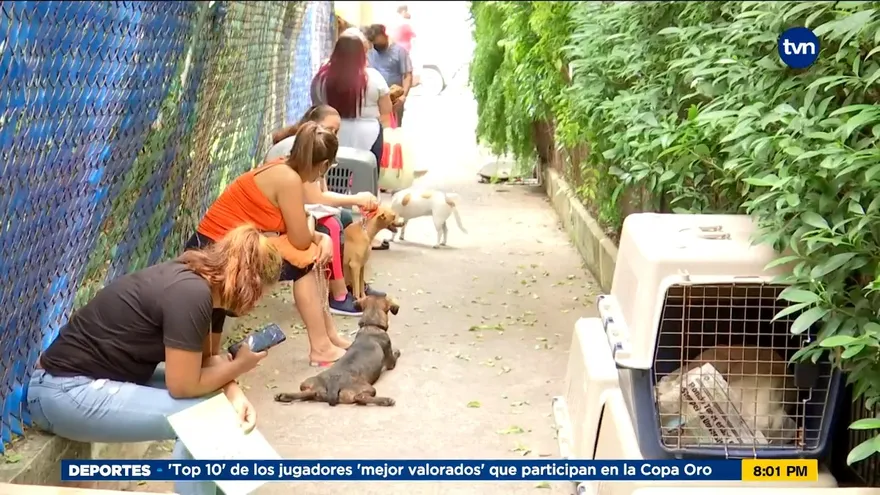 Esterilizar a su mascota puede garantizarle más años de vida